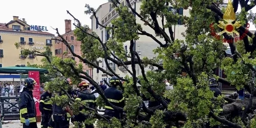 copac Venetia, foto Filippo Attili Departamentul de Pompieri jpg