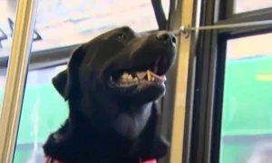 labrador jpeg