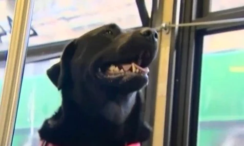 labrador jpeg