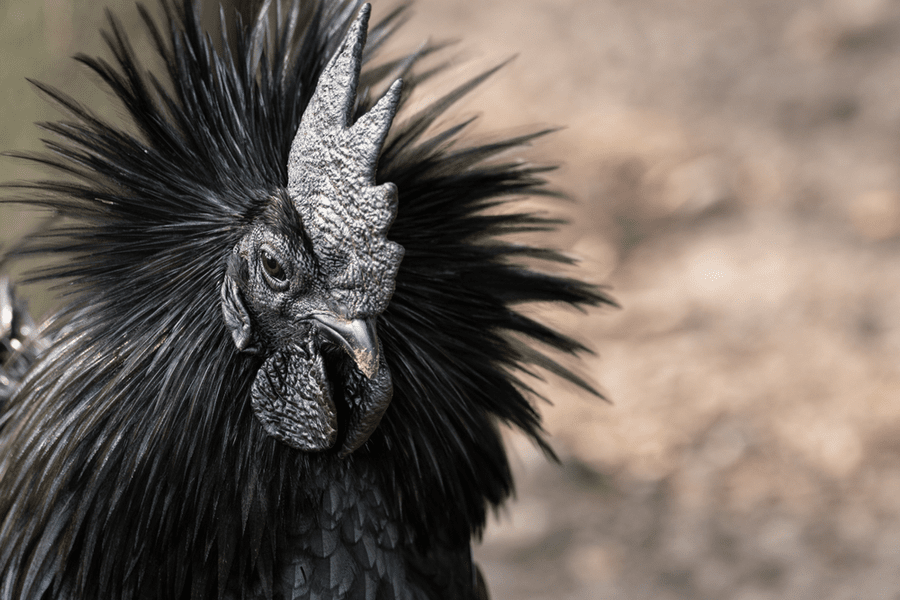 Rasă rară de găină gătită la „Chefi la cuțite“. Un exemplar Ayam Cemani poate costa și 2.500 de dolari