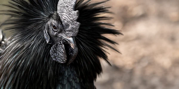 Cocos rasa Ayam Cemani shutterstock 1822161038 jpg