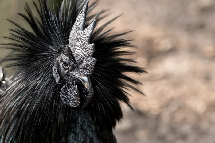 Păsările din rasa Ayam Cemani sunt negre în totalitate