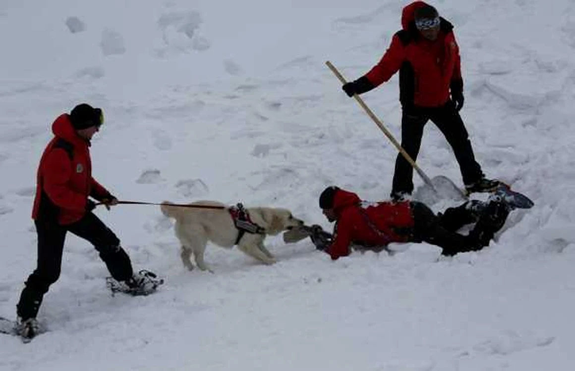 Povestea proiectului devenit Legea Câinilor Salvamont: „ O unitate canină de avalanşă verifică o suprafaţă de 16 ori mai repede decât 10 salvamontişti.