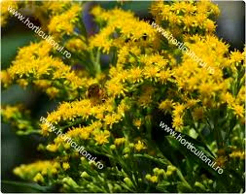 
     Preparatele de splinuță se recomandă în tratamentul infecțiilor căilor urinare, cistită și  hepatită  Sursa foto : horticultorul .ro  