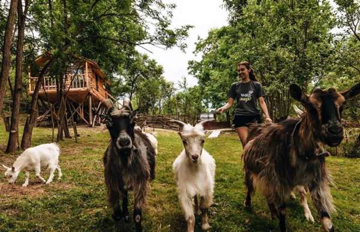 căsuţa în copac - alimente naturale