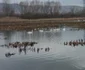 Lacul lebedelor de pe Râul Strei Foto Daniel Guță (30) jpg