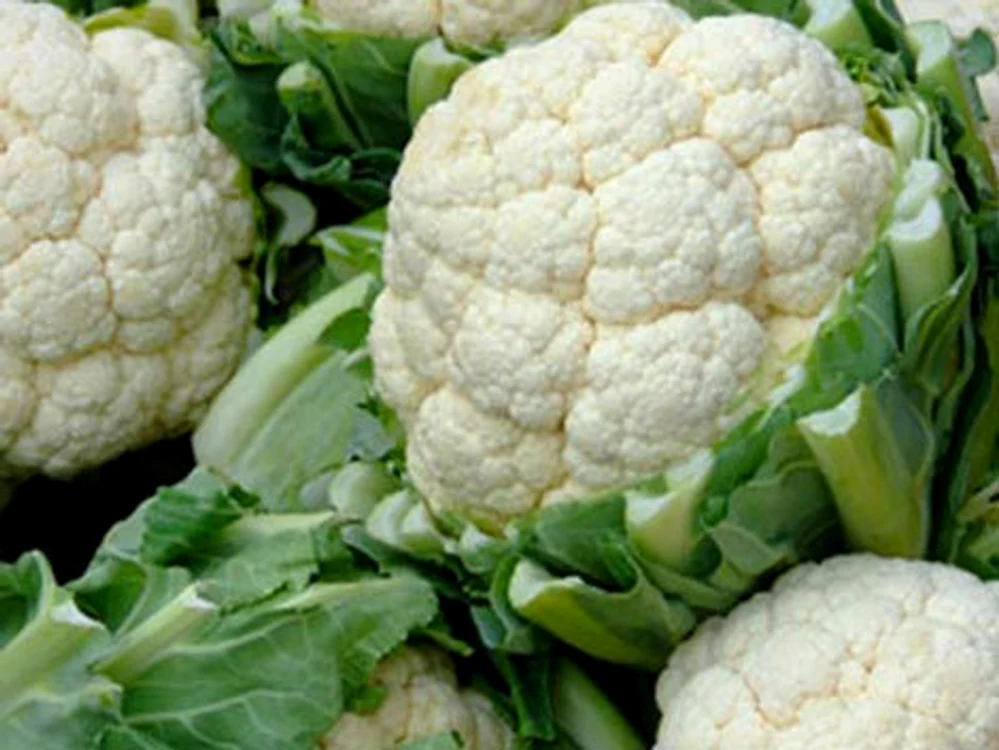 
    Conopida ajută la detoxifierea organismului şi previne cancerul  
