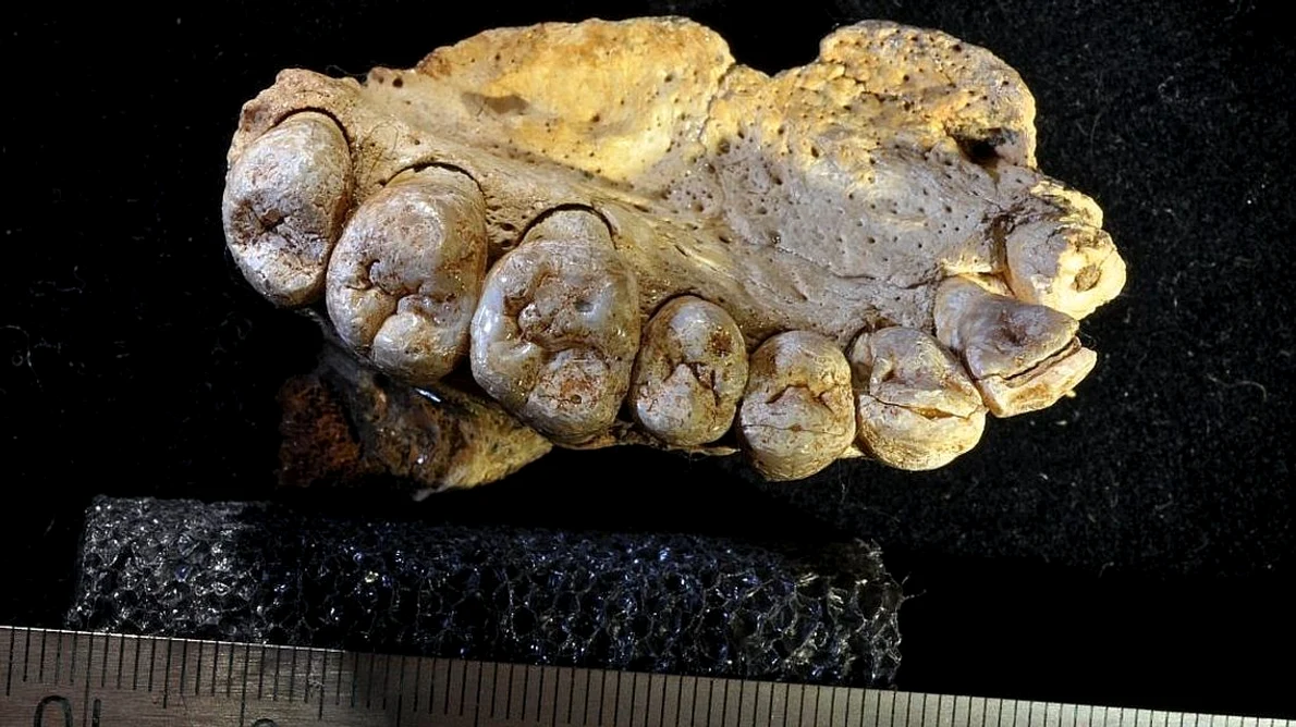 Cea mai veche fosilă de Homo Sapiens descoperită în afara Africii / FOTO jpeg