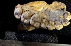 Cea mai veche fosilă de Homo Sapiens descoperită în afara Africii / FOTO jpeg