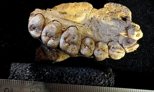 Cea mai veche fosilă de Homo Sapiens descoperită în afara Africii / FOTO  jpeg