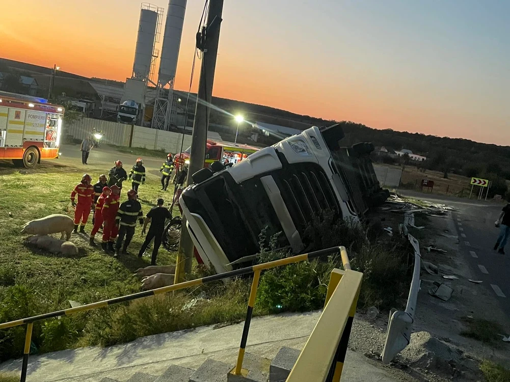 Autocamionul  transporta porci preluați de la o fermă din Ipotești FOTO: martor