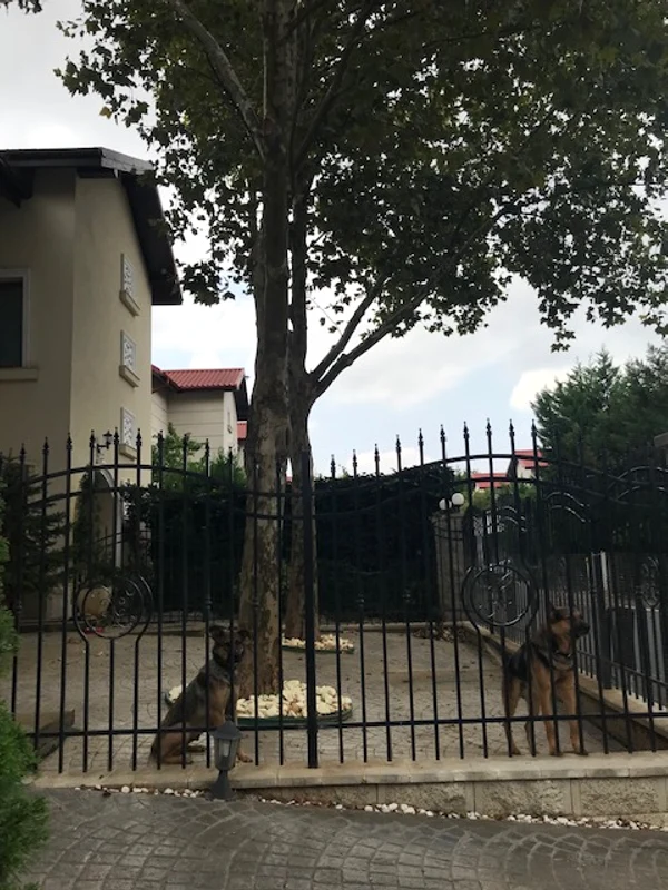 marin caini 2 jpg