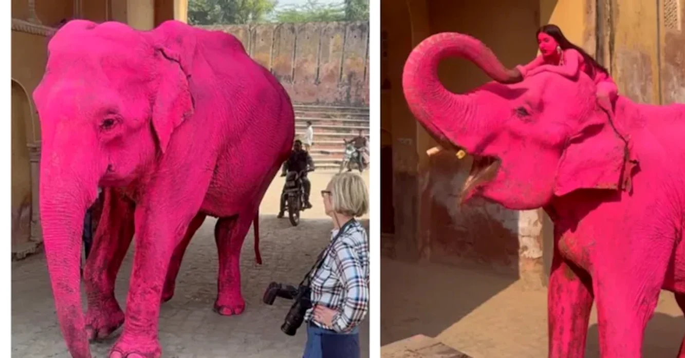 Un elefant a fost vopsit în roz pentru o ședință foto Foto: instagram