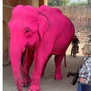 11ue28n8 pink elephant 625x300 31 March 26 webp