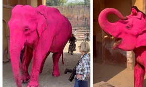 11ue28n8 pink elephant  625x300 31 March 26 webp