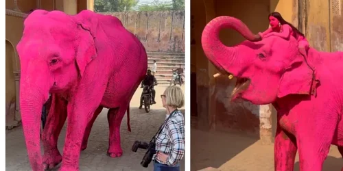 11ue28n8 pink elephant  625x300 31 March 26 webp