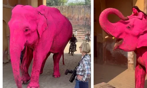 11ue28n8 pink elephant  625x300 31 March 26 webp