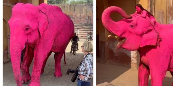 11ue28n8 pink elephant  625x300 31 March 26 webp