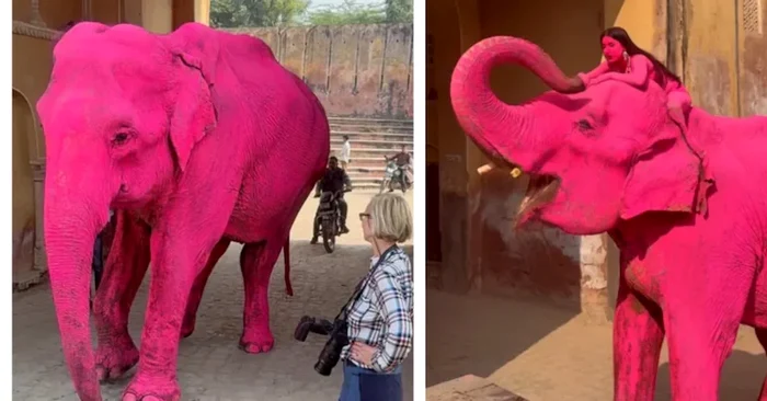 Un elefant a fost vopsit în roz pentru o ședință foto Foto: instagram