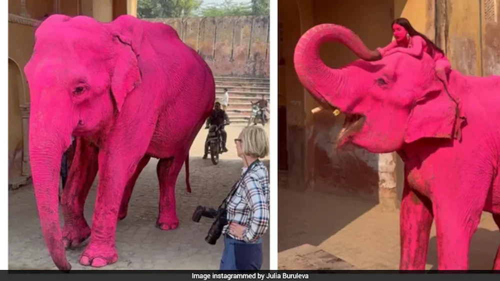 Scandal în India după ce un elefant vopsit în roz pentru o ședință foto a murit. Fotografa primește amenințări cu moartea