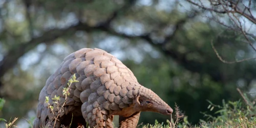 pangolin FOTO Shutterstock