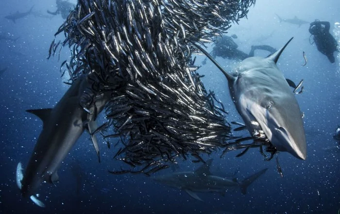 rechinii foto bbc earth