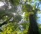 Parcul dendrologic Simeria Foto Daniel Guță ADEVĂRUL (10) jpg