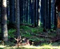 paduri stranii