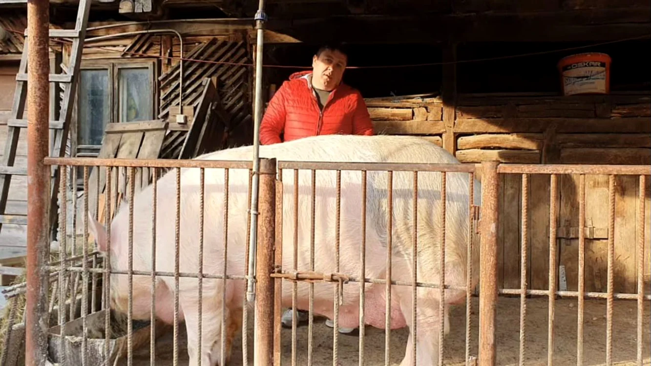 Jardel a ajuns la  600 de kilograme  în doi ani. FOTO: AGROINTEL.RO