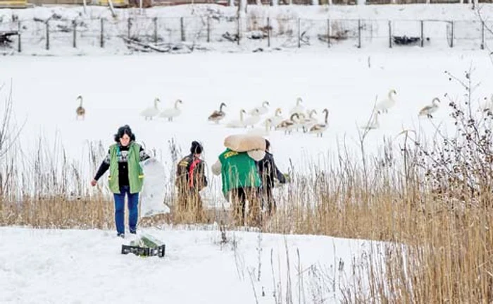 Așa arată pescărușul de ghețuri
