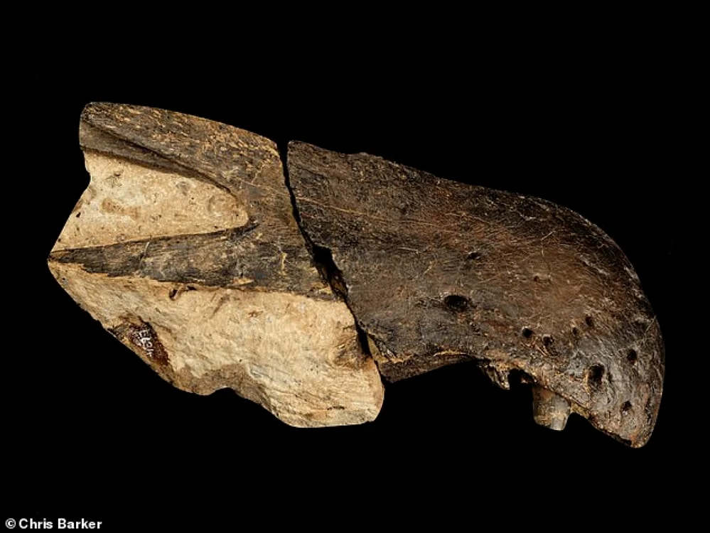 Colecţia de aproximativ 50 de oase va fi expusă la Muzeul Insulei Dinozaurilor din Sandown. FOTO Chris Baker
