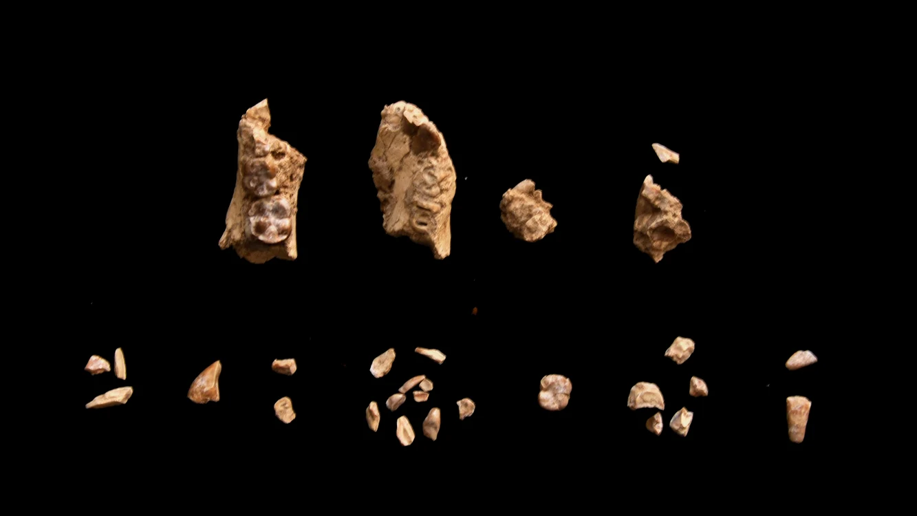 Oasele aparțineau unei alte specii de hominid / foto: Arizona State University