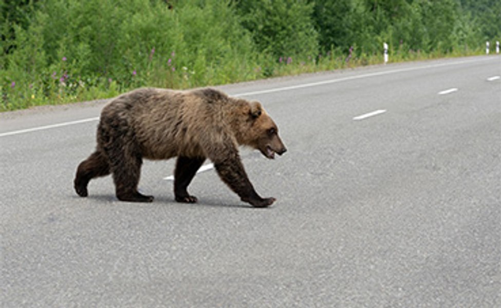 Un turist străin a fost muşcat de ursul pe care încerca să îl hrănească, pe Transfăgărăşan. Autoritățile au emis mesaj Ro-Alert