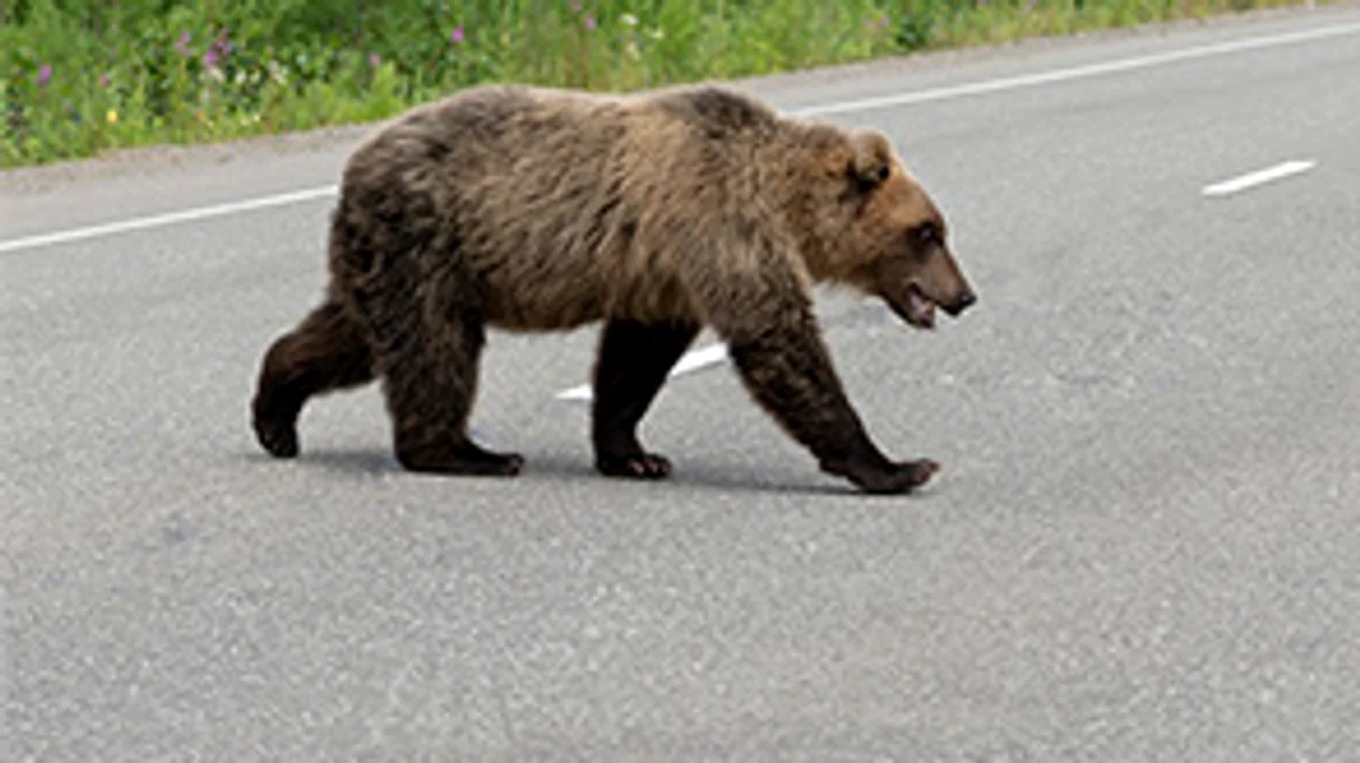 Prezența urșilor a fost semnalată de mai multe ori în zonele urbane din Prahova