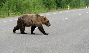 Urs 1 shutterstock 1332529964 copy jpg