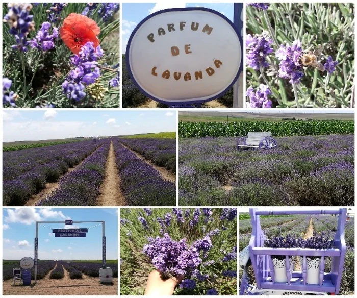 festival lavanda pecineaga foto experiente dobrogene