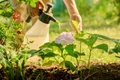 gradinarit, foto shutterstock jpg