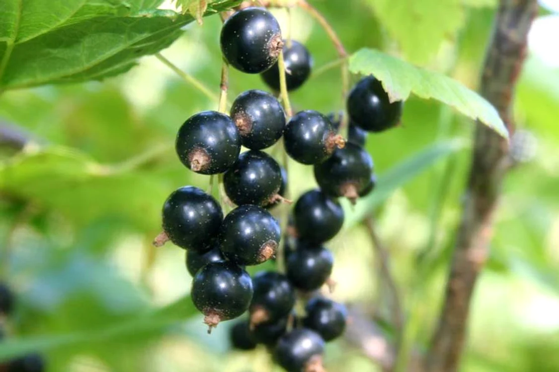 Coacăz negru