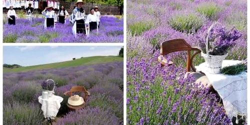 lavanda stremt alba