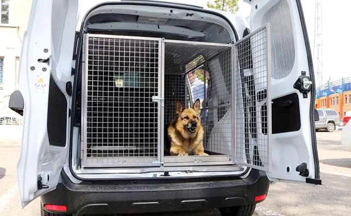 Ciobănescul belgian merge în misiuni cu maşina special dotată pentru elFotografii: Monitorul de Neamţ