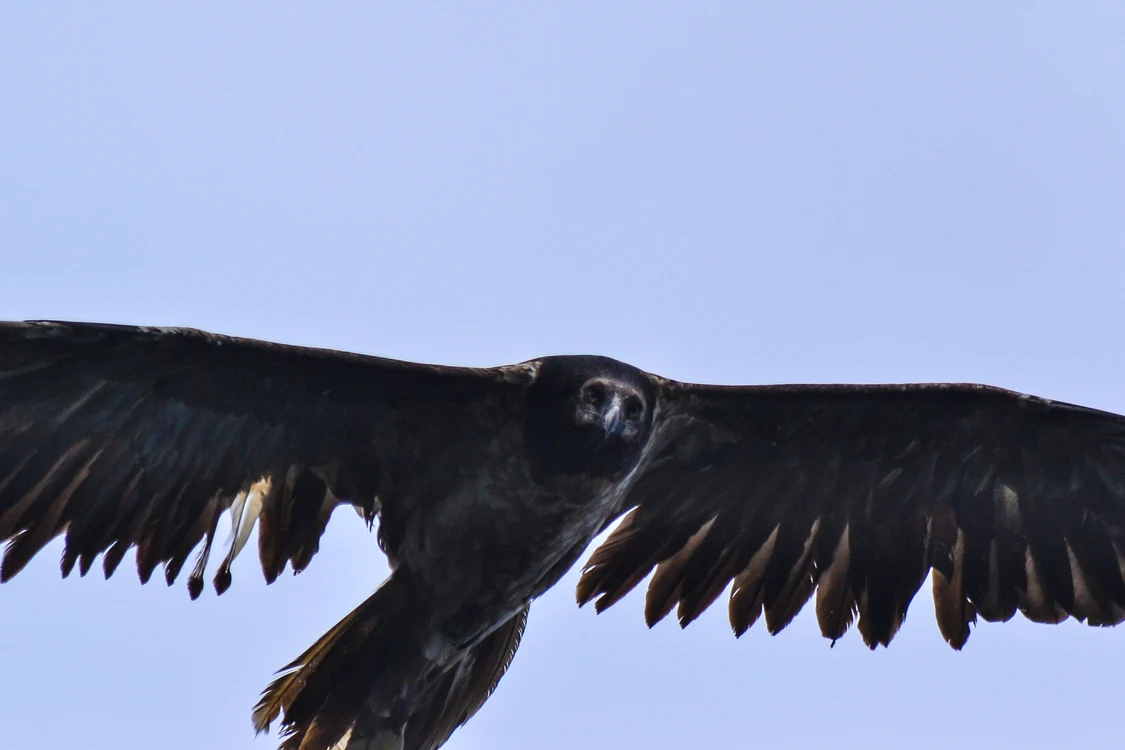 
    Zăganul sau vulturul bărbos este una dintre cele patru specii de păsări care au dispărut din fauna RomânieiFoto: pasaridinromania.sor.ro  