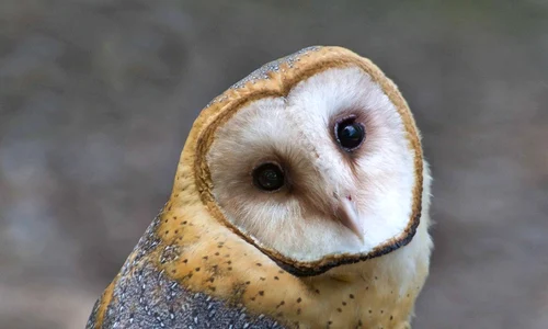 Minerva nu ştia ce se aude jpeg