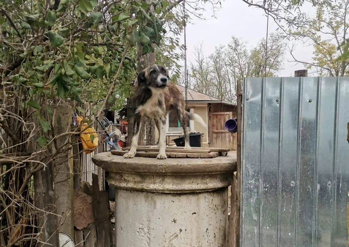 Câinii păzesc gospodăriile abandonate FOTO: Help Lăbuș