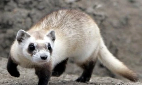 1 61431 original jpg jpeg