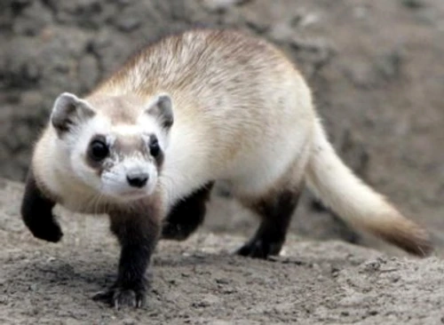 1 61431 original jpg jpeg