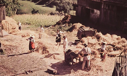 Drumul pâinii: Grâul și pâinea, simboluri ale vieții în lumea satului tradițional jpeg