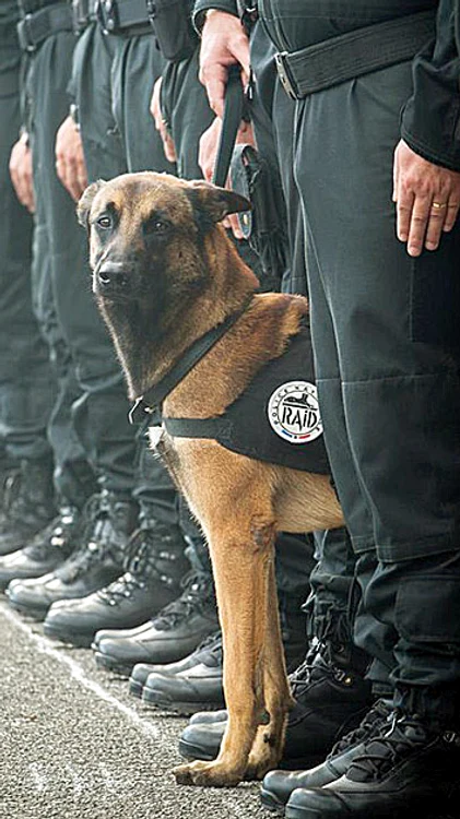 
    Operaţiune-fulger în cartierul Saint-Dennis: o femeie s-a aruncat în aer, un bărbat a fost împuşcat şi şapte suspecţi au fost arestaţi Foto: AP  