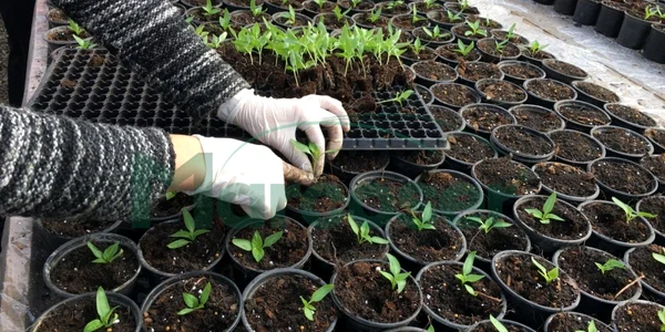 Răsaduri de legume FOTO marcoser.ro