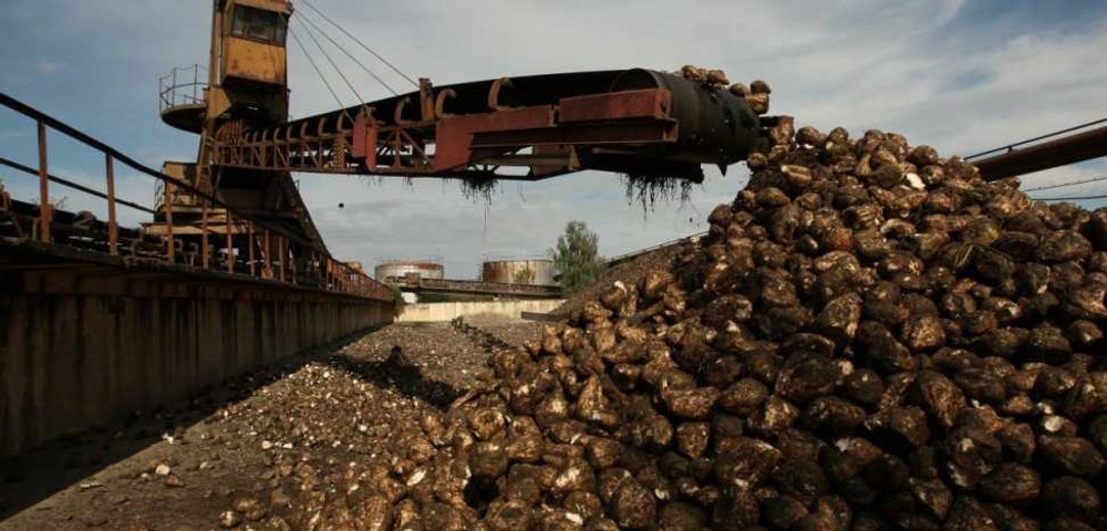 Franţa va permite fermierilor să folosească mai multe pesticide. Ce insecte au afectat sfecla de zahăr 