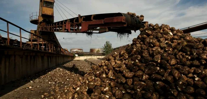 Se anunţă o roadă mai mare de sfeclă de zahăr FOTO Adevărul